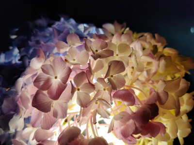 绣球花