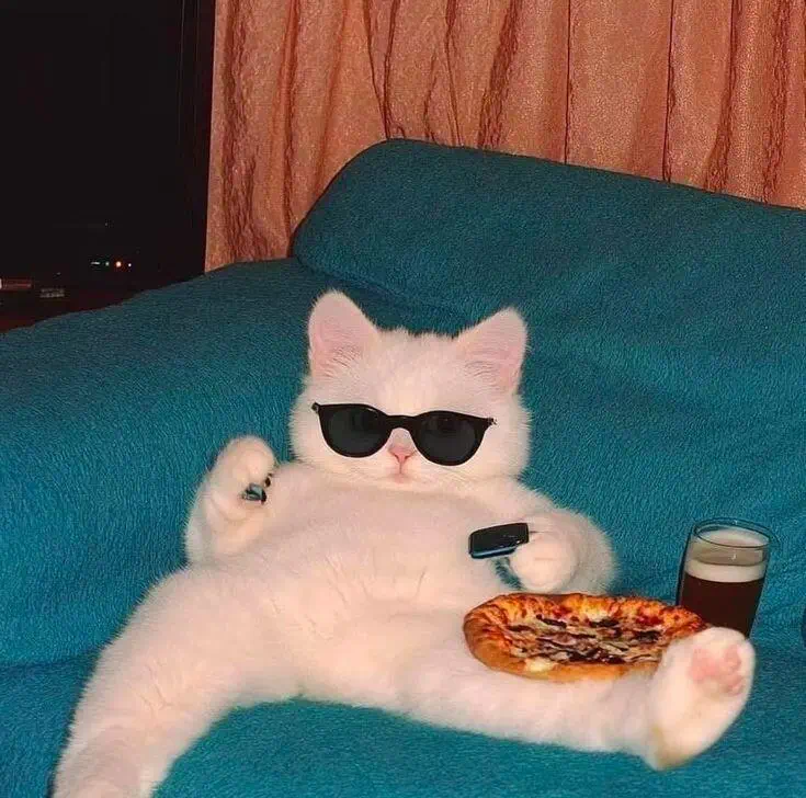 cat