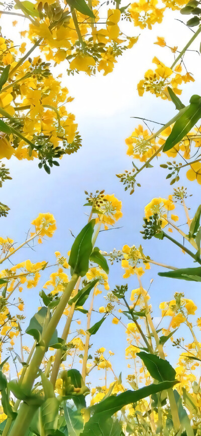 壁纸