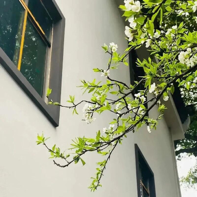 春