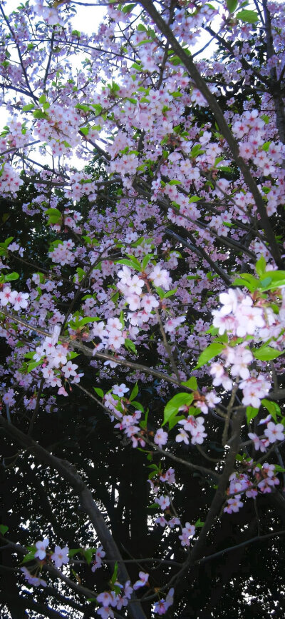 手机壁纸