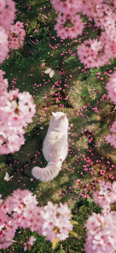 手机壁纸