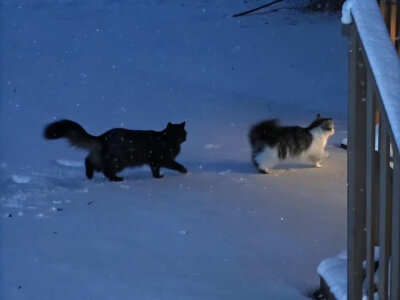 snow
