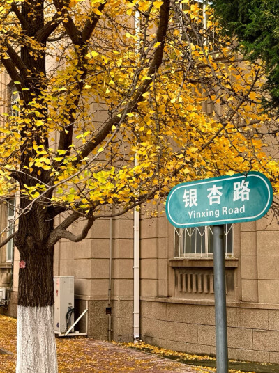 明年要去辽大看雪！