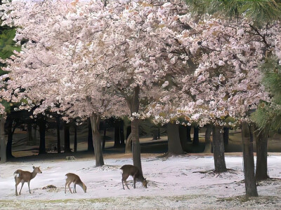 朋友圈背景图 壁纸