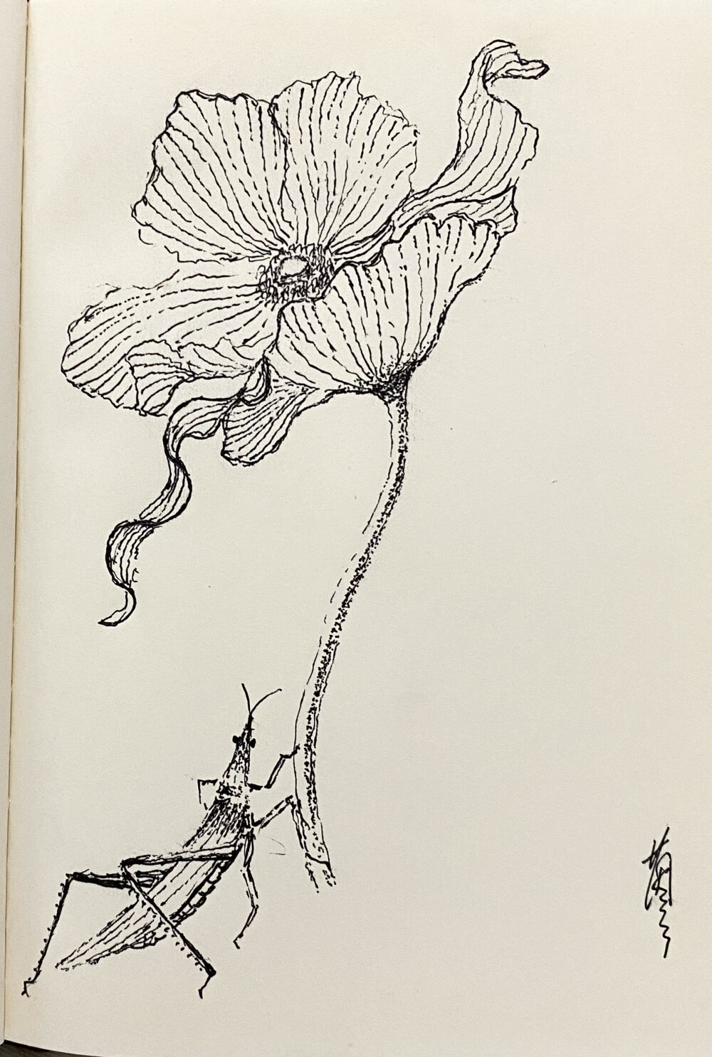 《针管笔点绘》