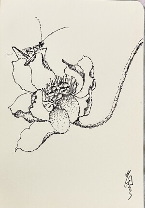 《针管笔点绘》