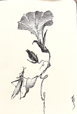 《针管笔点绘》