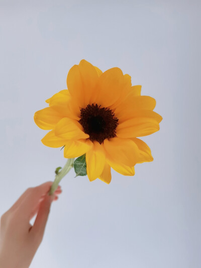 向日葵