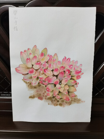 22 婴儿指多肉（绘画 | 水彩 | 果花甘02）
2018.05.12
这个阶段非常有成就感的作品。
线稿，是纯靠自己手画出来的，不是照着描的。自学画画没多久，能直接上手画成这样，心里十分满足。
上色的时候非常细致地一叶一…