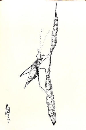 《针管笔点绘》