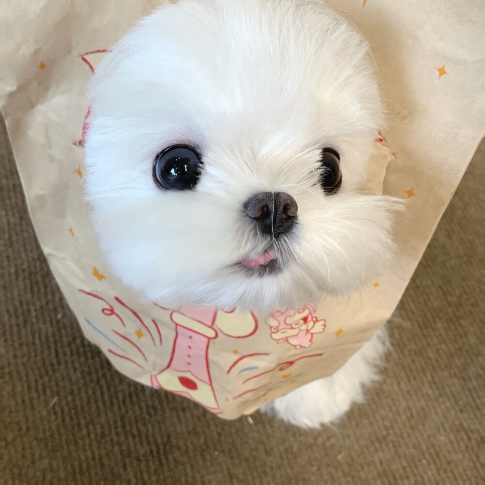 小可爱们