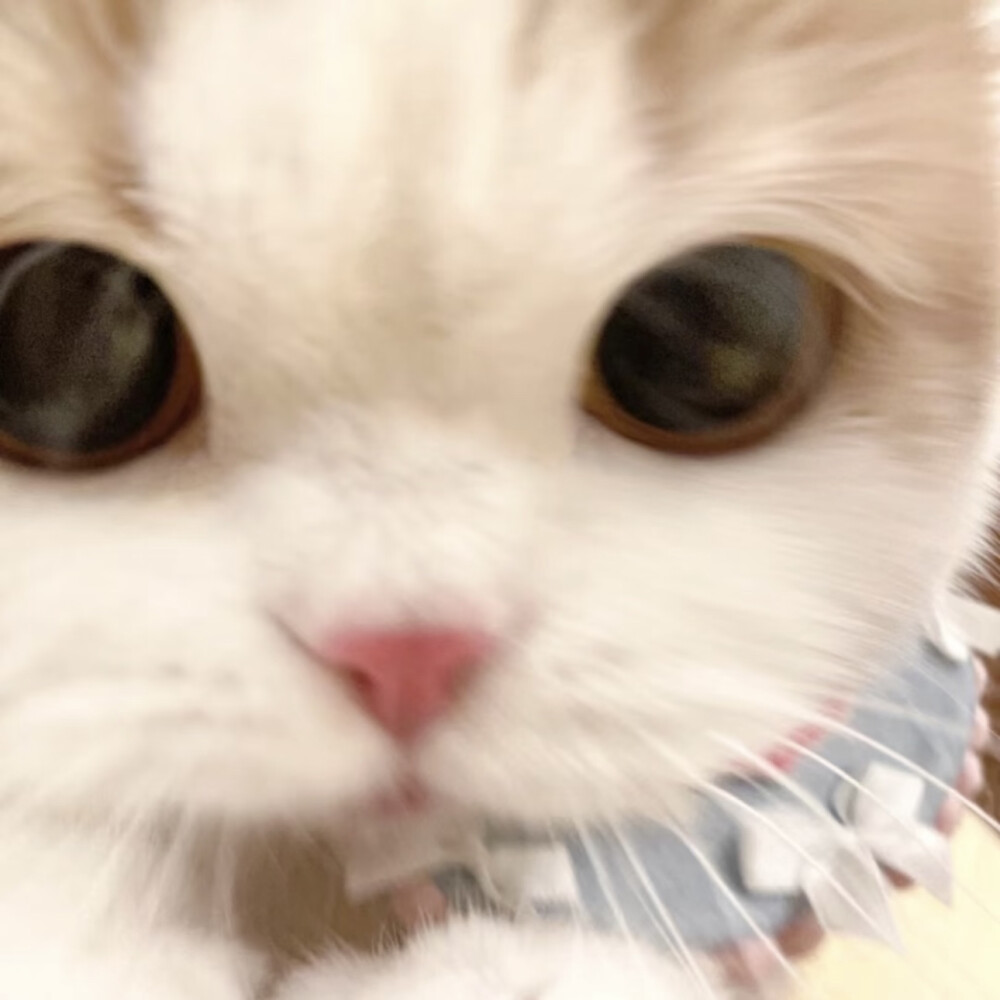 小可爱们