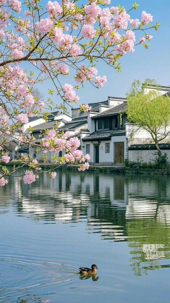 春暖鸭先知