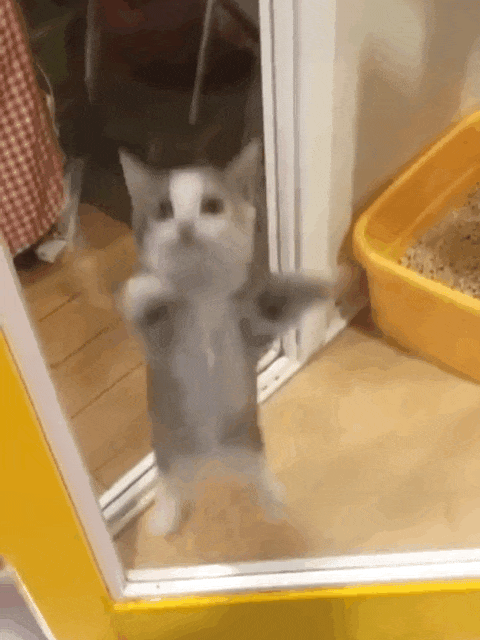 猫猫表情包