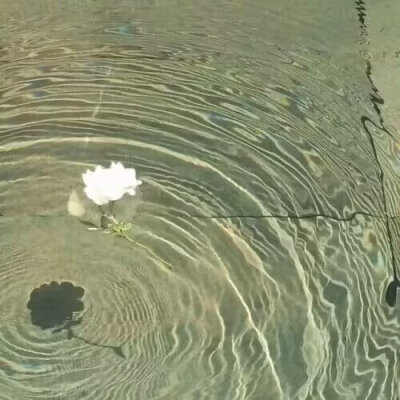 绿色背景图