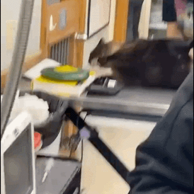 猫猫表情包