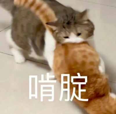 猫猫表情包