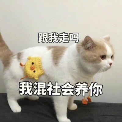 有趣表情包