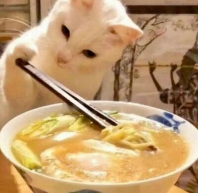 猫猫表情包