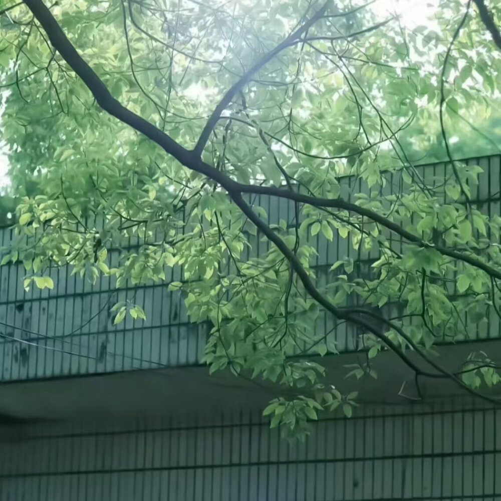绿色背景图