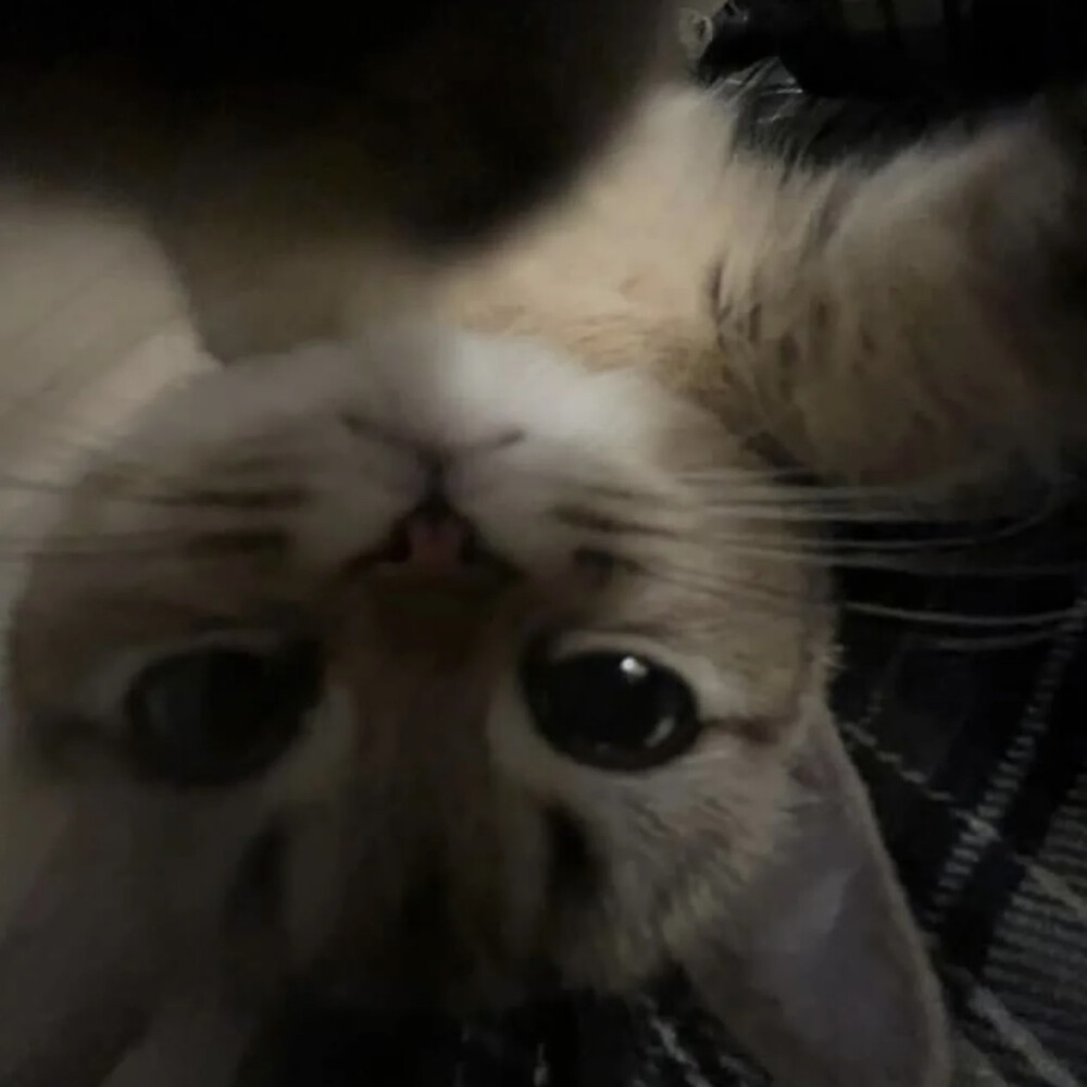 小可爱们