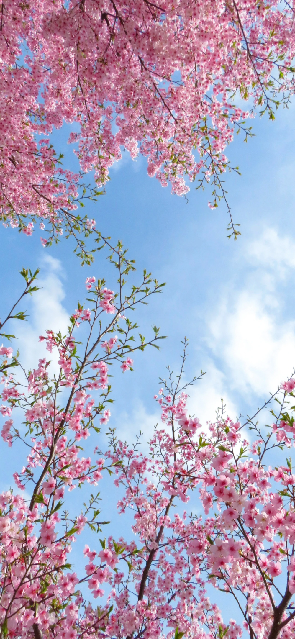 鲜花壁纸