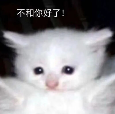 猫猫表情包