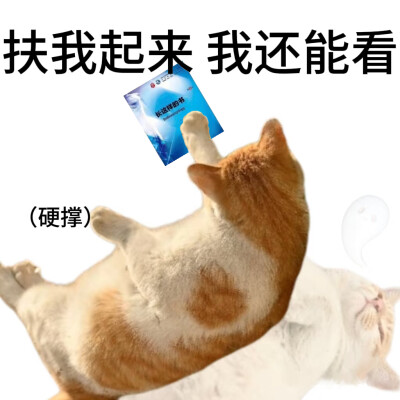 猫猫表情包