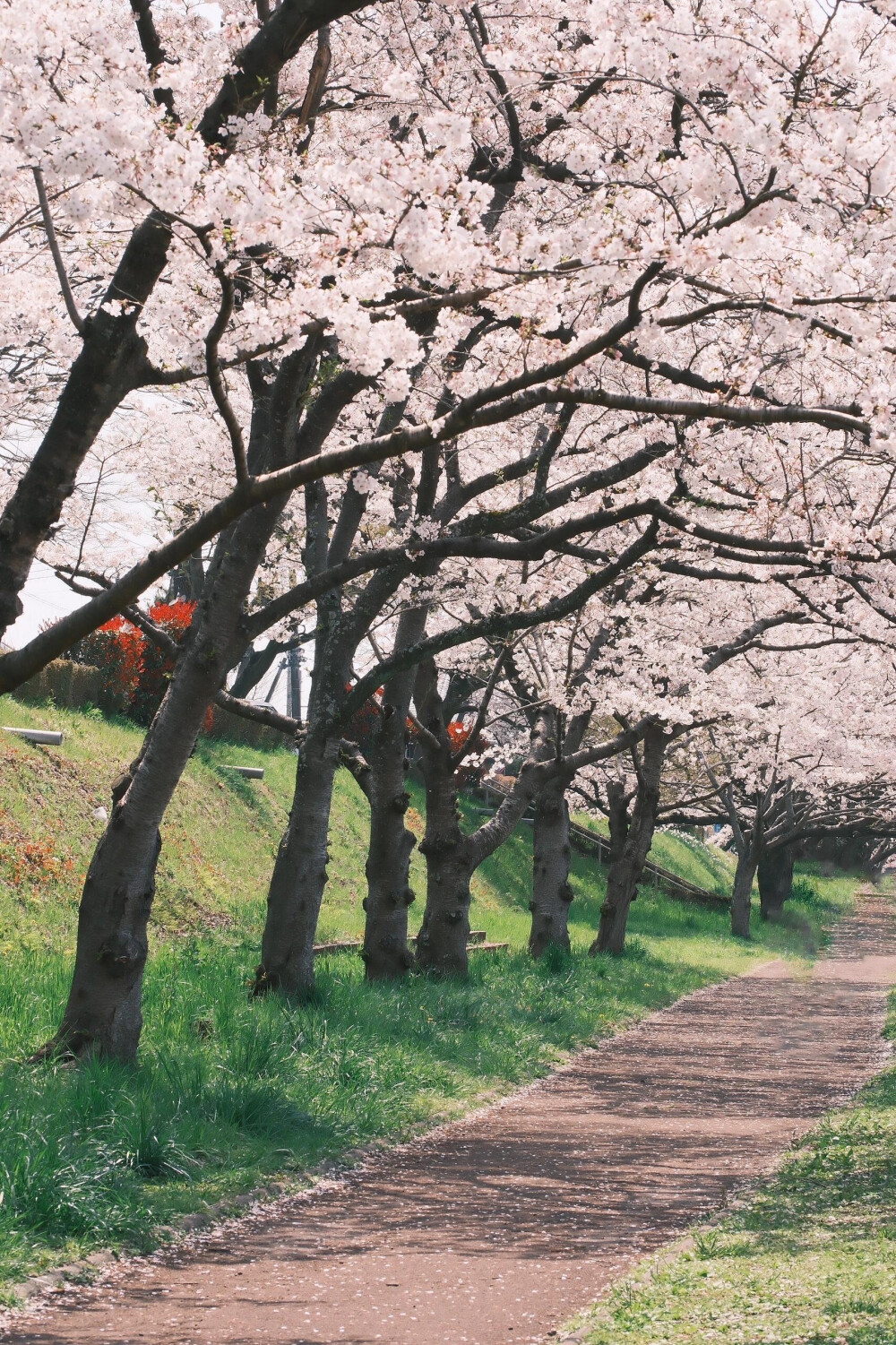 只有日本 富士山