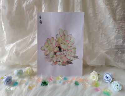 23 葡萄多肉（绘画 | 水彩 | 果花甘02）
2018.05.21
看到这株名叫“葡萄”的多肉，我是完全无法把它和葡萄联想到一起。
多么舒展的叶瓣啊！虽然厚实，可是很开阔呢！
淡淡的绿色好看得很，加一点玫红，是清冷美人…