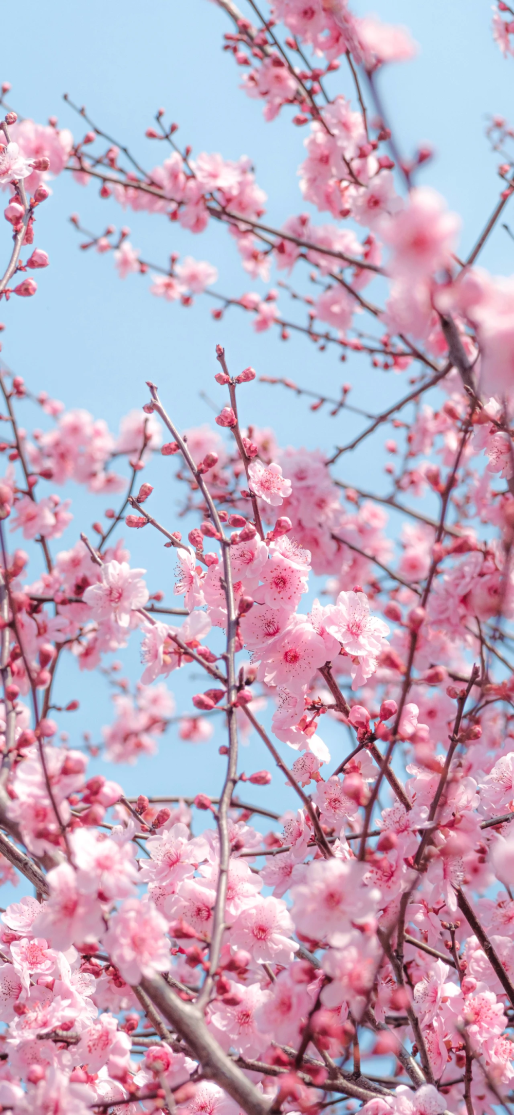 鲜花壁纸