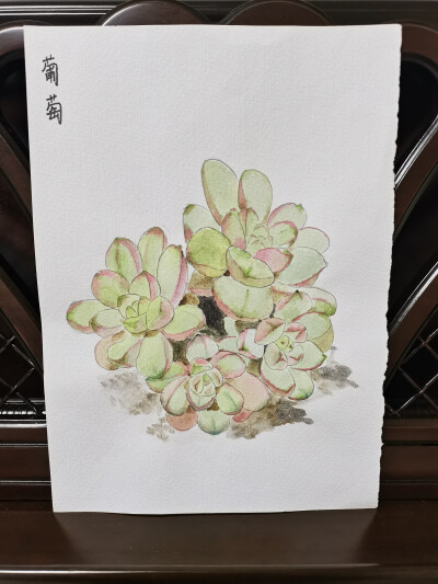 23 葡萄多肉（绘画 | 水彩 | 果花甘02）
2018.05.21
看到这株名叫“葡萄”的多肉，我是完全无法把它和葡萄联想到一起。
多么舒展的叶瓣啊！虽然厚实，可是很开阔呢！
淡淡的绿色好看得很，加一点玫红，是清冷美人…