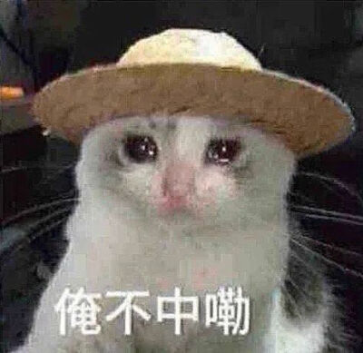 猫猫表情包