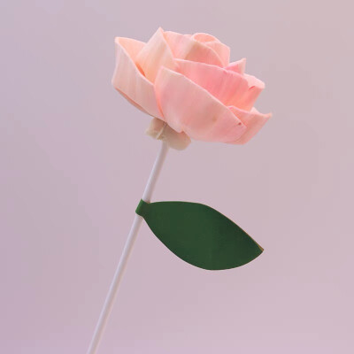 diy无火藤条扩香棒香薰空瓶精油通草花挥发棒配件熏香散香永生花