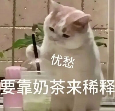 猫猫表情包