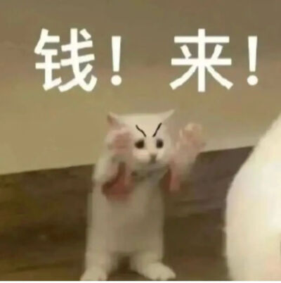 猫猫表情包
