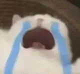 猫猫表情包