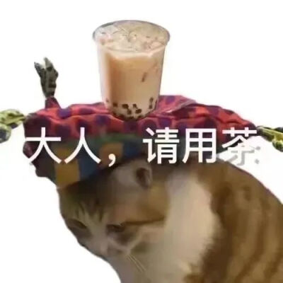 猫猫表情包