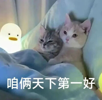 猫猫表情包