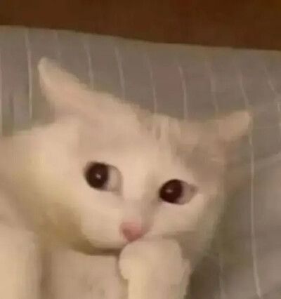 猫猫表情包
