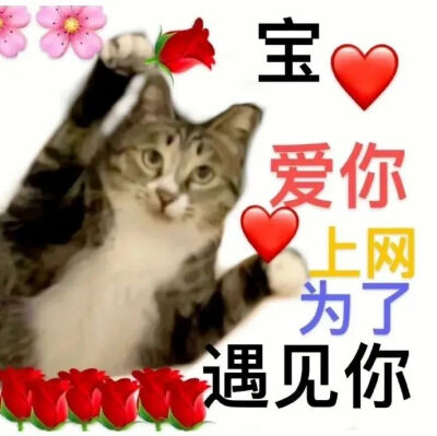 猫猫表情包