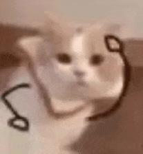 猫猫表情包