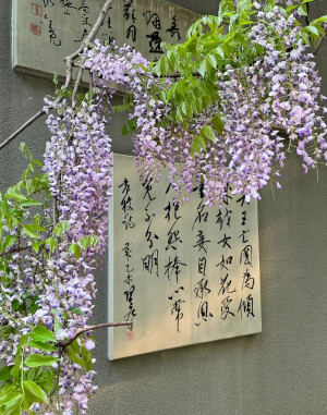 紫色系背景图 花朵背景图