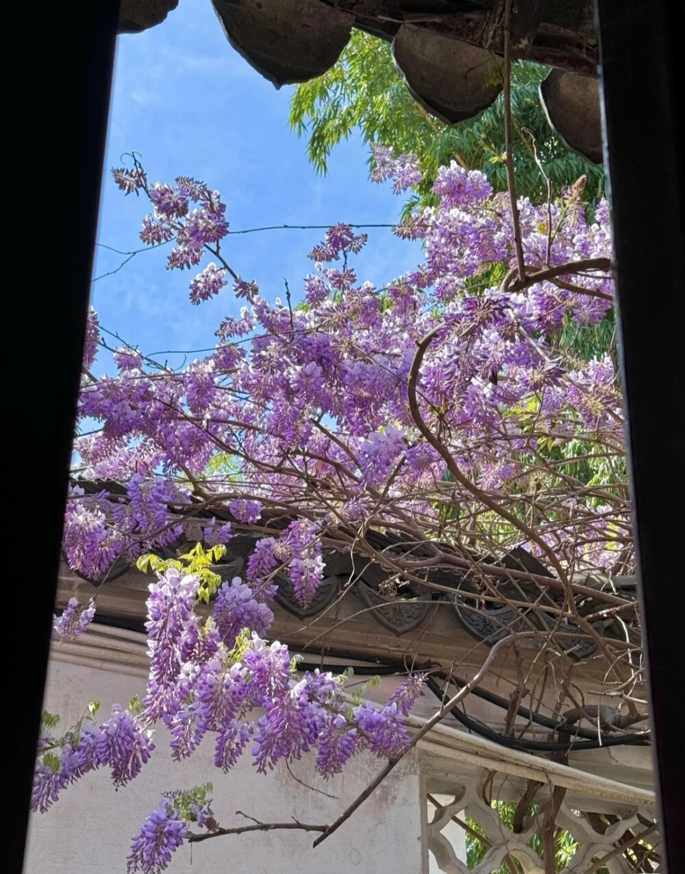 紫色系背景图 花朵背景图