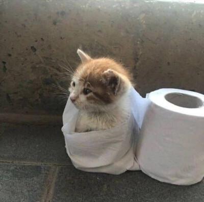 喵