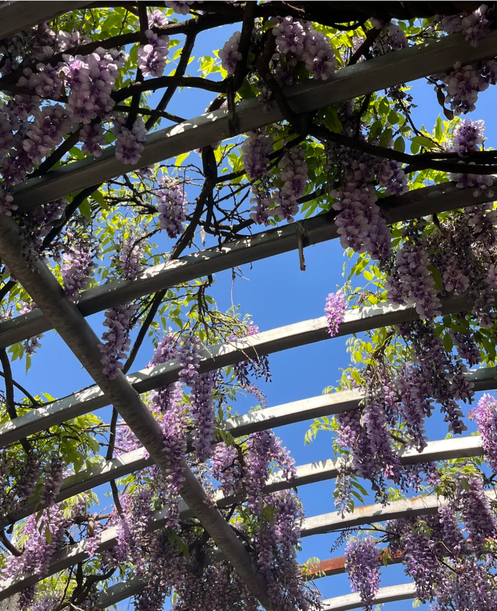 紫色系背景图 花朵背景图