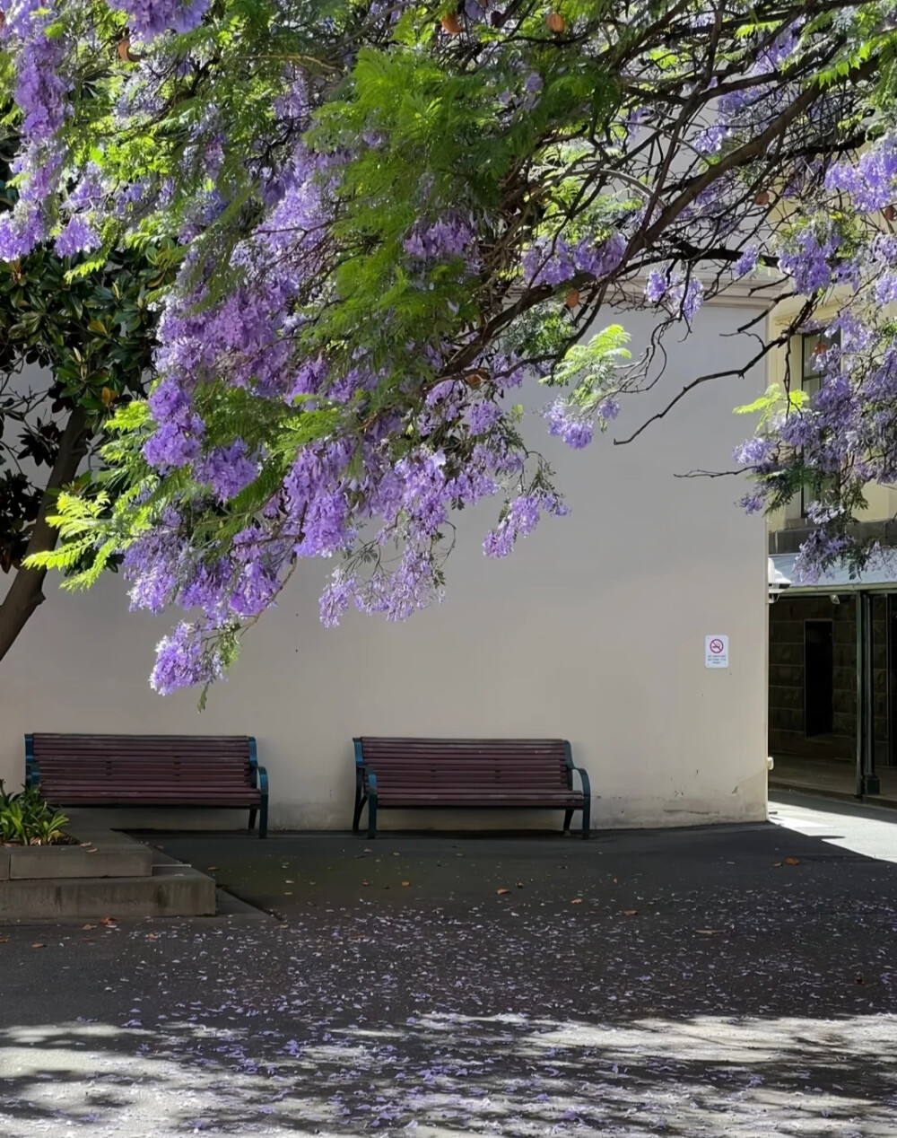 紫色系背景图 花朵背景图