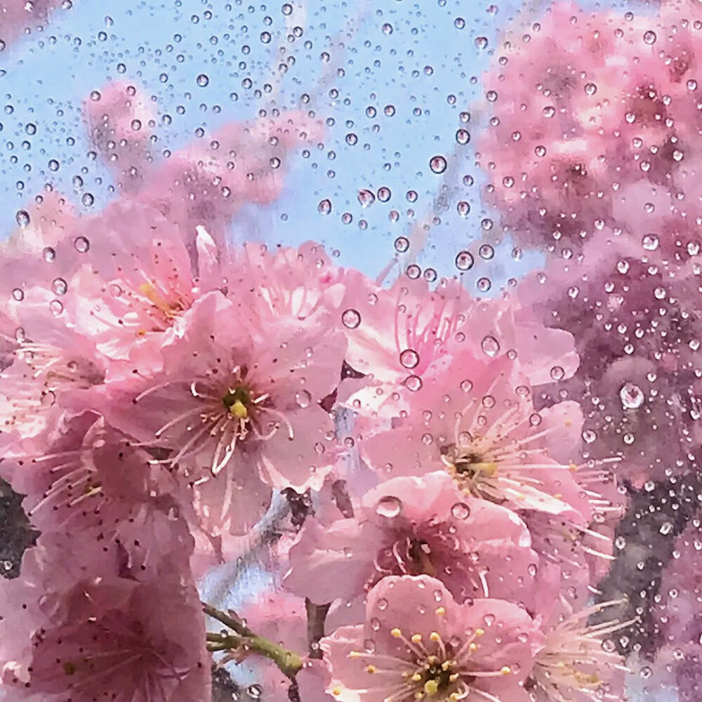 樱花背景图