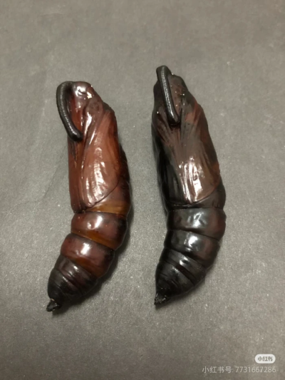 昆虫